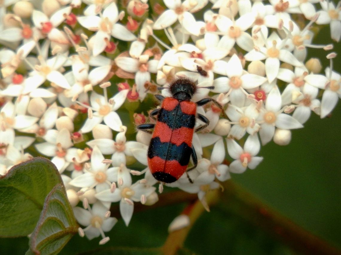 Bee Beetle  Bulgaria,Cleridae,Geotagged,Trichodes,Trichodes apiarius