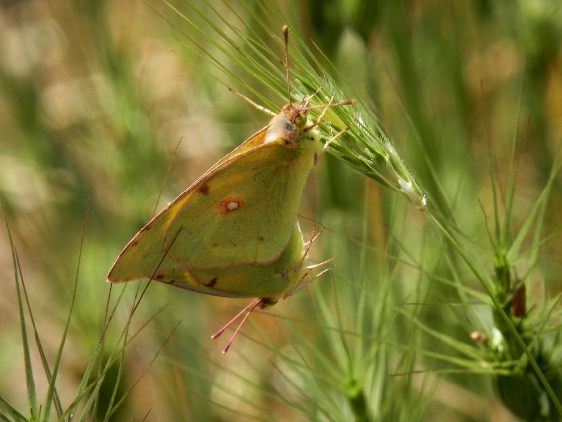 Clouded Yellow couple  Bulgaria,Colias croceus,Dark Clouded Yellow,Geotagged,Likana Protected Site