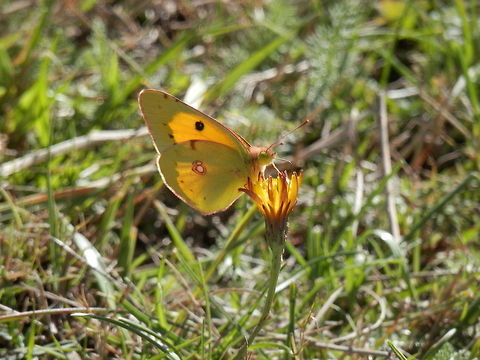 Clouded Yellow  Bulgaria,Colias croceus,Dark Clouded Yellow,Geotagged