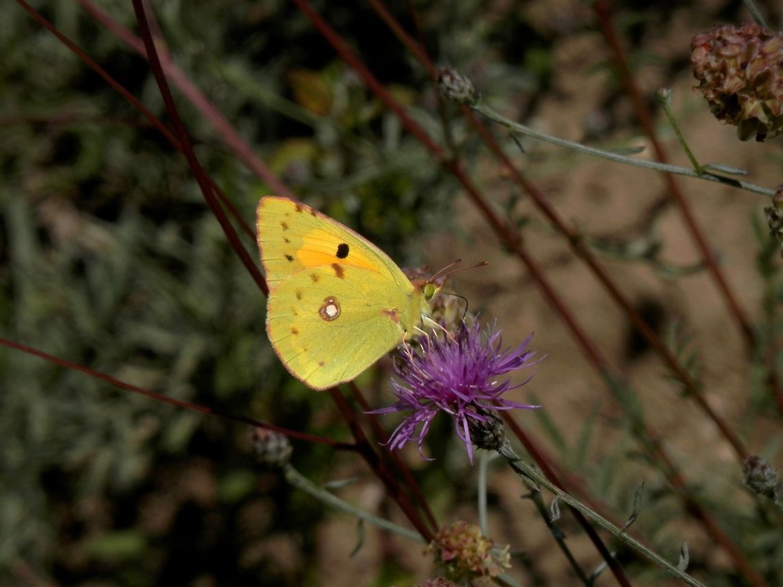 Clouded Yellow I am not 100% sure about the species, but Colias croceus is the most common one. Bulgaria,Colias croceus,Dark Clouded Yellow,Geotagged