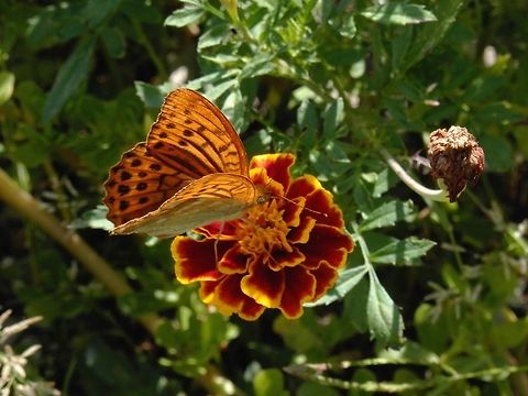 Silver-washed Fritillary male  Argynnis paphia,Bulgaria,Geotagged,Silver-washed Fritillary