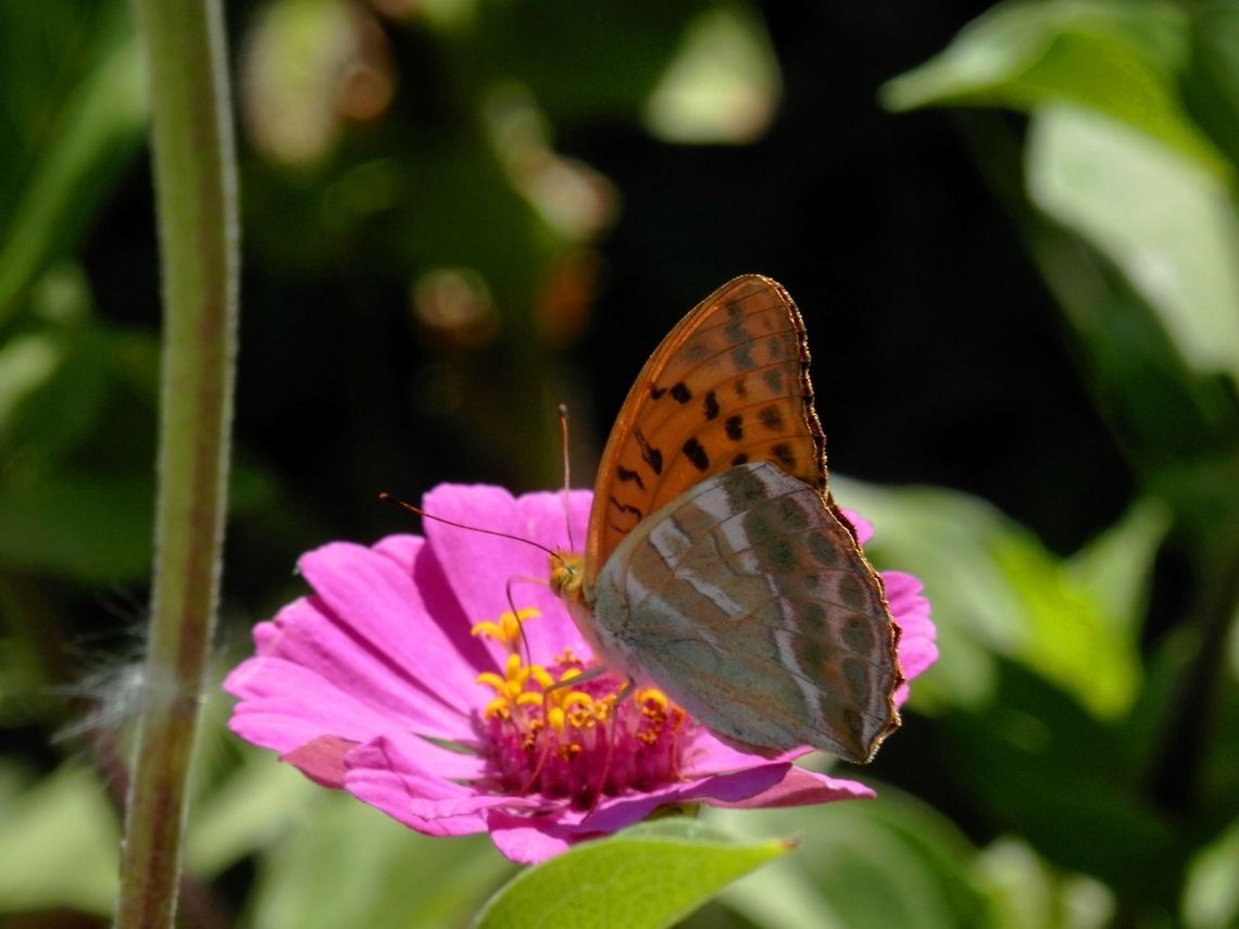 Silver-washed Fritillary male  Argynnis paphia,Bulgaria,Geotagged,Silver-washed Fritillary