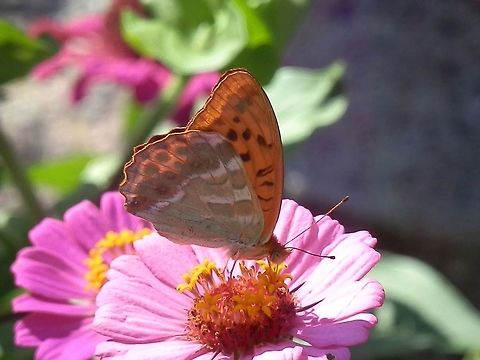 Silver-washed Fritillary  Argynnis paphia,Bulgaria,Geotagged,Silver-washed Fritillary