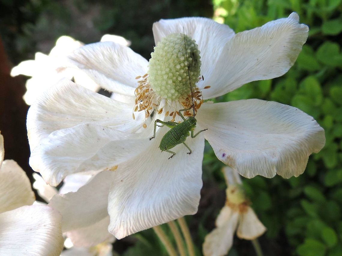 Speckled bush-cricket nymph side view  Bulgaria,Geotagged,Leptophyes punctatissima,Speckled bush-cricket