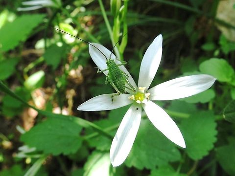 Speckled bush-cricket nymph  Bulgaria,Geotagged,Leptophyes punctatissima,Speckled bush-cricket