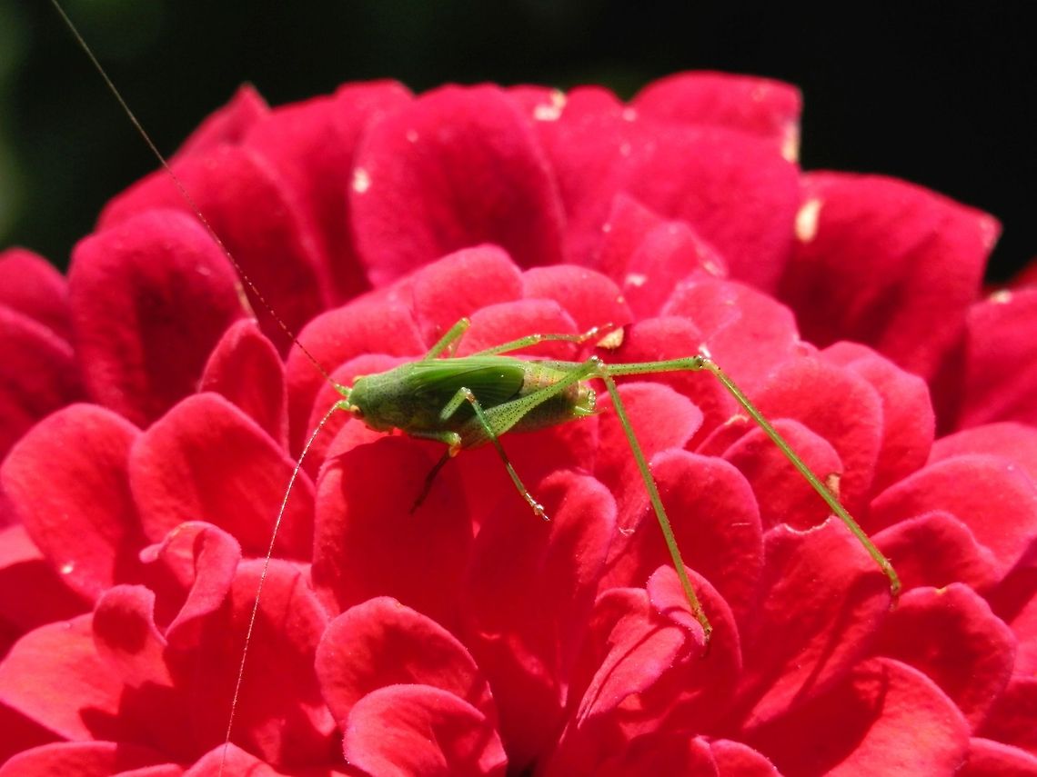 Sickle-bearing Bush Cricket nymph (Phaneroptera falcata)  Bulgaria,Geotagged,Phaneroptera falcata,Sickle-bearing Bush Cricket