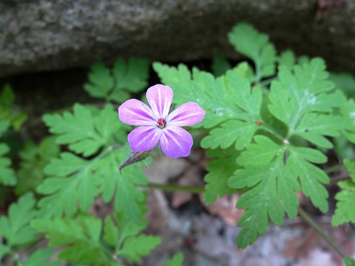Herb Robert  Bulgaria,Geotagged,Geranium robertianum,Herb Robert