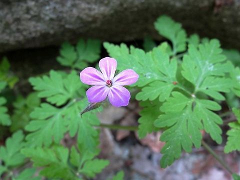 Herb Robert  Bulgaria,Geotagged,Geranium robertianum,Herb Robert