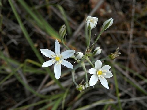 Star of Bethlehem  Bulgaria,Geotagged,Grass Lily,Likana Protected Site,Ornithogalum umbellatum