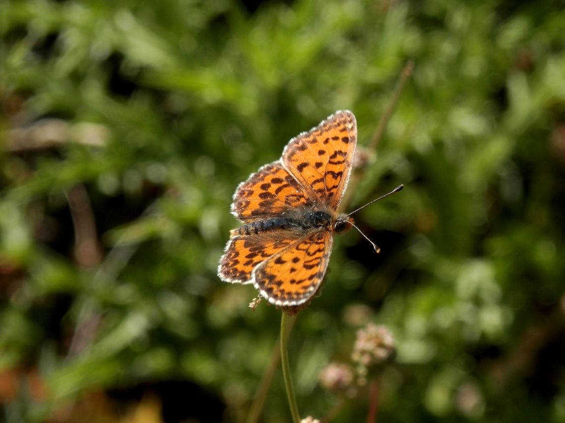 Lesser Spotted Fritillary  Bulgaria,Geotagged,Melitaea trivia,butterfly