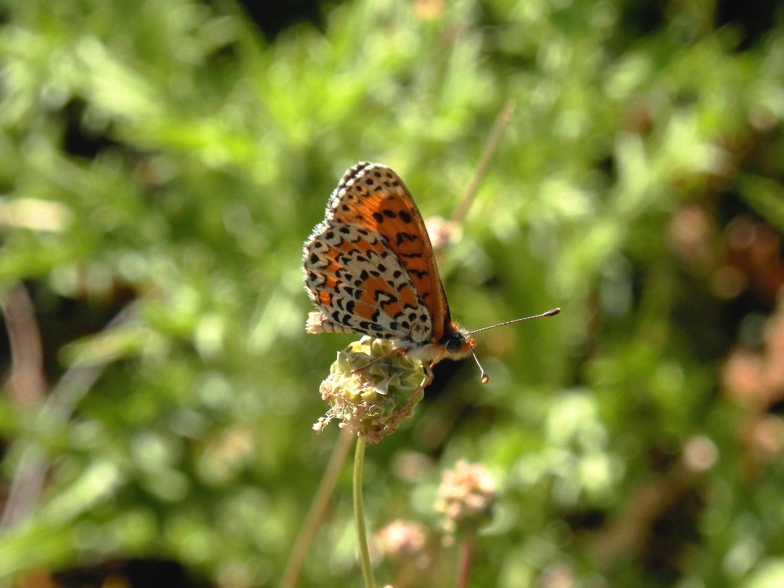 Lesser Spotted Fritillary side view  Bulgaria,Geotagged,Melitaea trivia