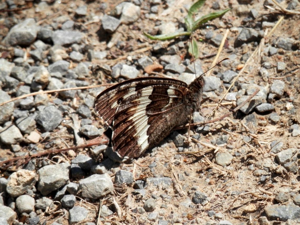 Great Banded Grayling There were a few of these butterflies flying back and forth, but I couldn't get any of them. This is not the best shot, but it is another new species. It has very stylish black wings with a white stripe. Brintesia circe,Bulgaria,Geotagged