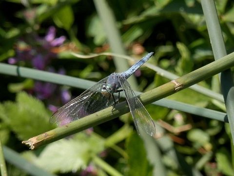 Keeled Skimmer  Bulgaria,Geotagged,Keeled Skimmer,Orthetrum coerulescens
