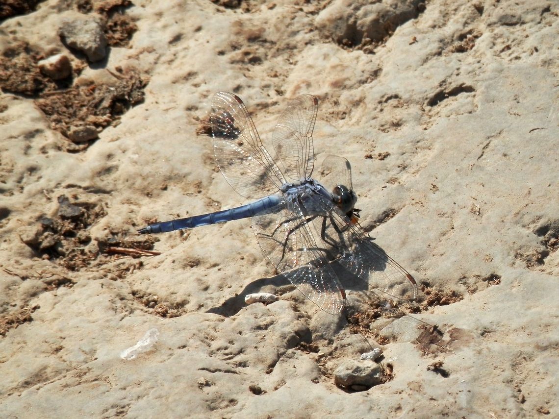 Southern Skimmer  Bulgaria,Geotagged,Orthetrum brunneum