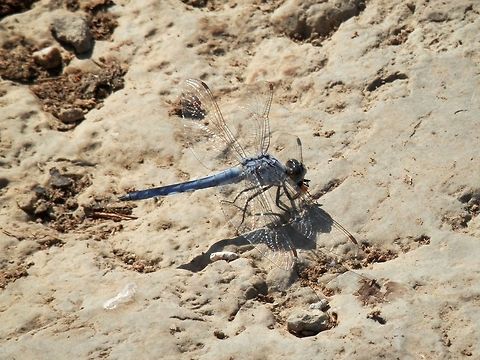 Southern Skimmer  Bulgaria,Geotagged,Orthetrum brunneum
