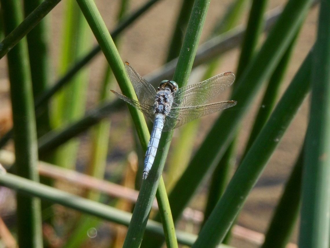 Keeled Skimmer  Bulgaria,Geotagged,Keeled Skimmer,Orthetrum coerulescens