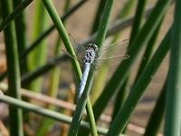 Keeled Skimmer  Bulgaria,Geotagged,Keeled Skimmer,Orthetrum coerulescens