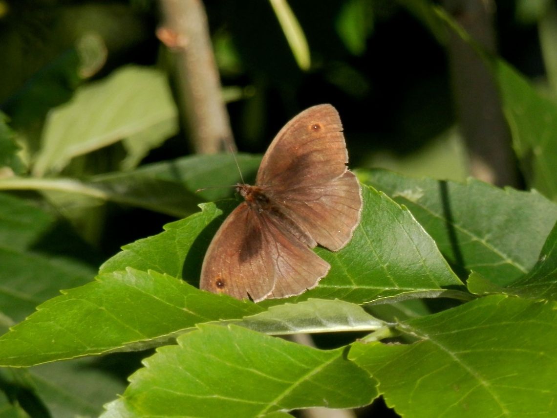 Meadow Brown  Bulgaria,Geotagged,Maniola jurtina,Meadow Brown