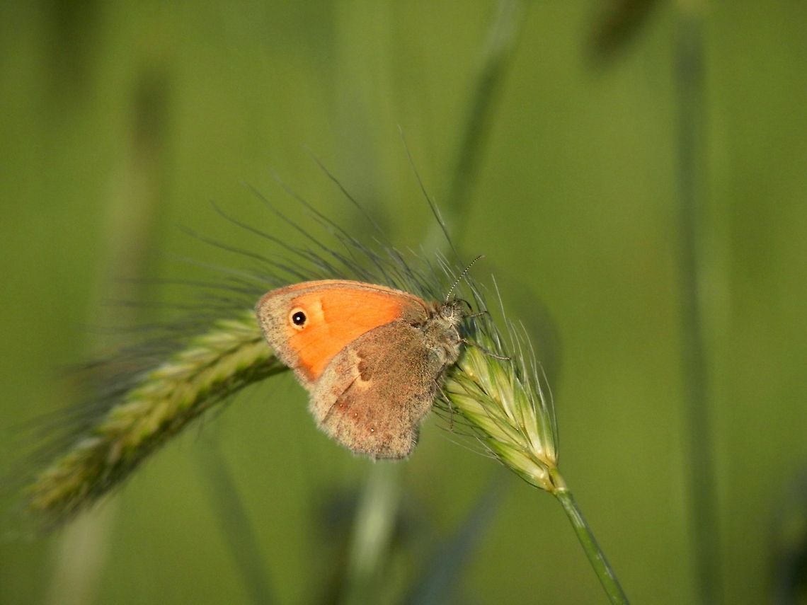 Small Heath  Bulgaria,Coenonympha pamphilus,Geotagged,Small Heath
