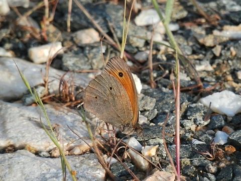 Meadow Brown  Bulgaria,Geotagged,Maniola jurtina,Meadow Brown
