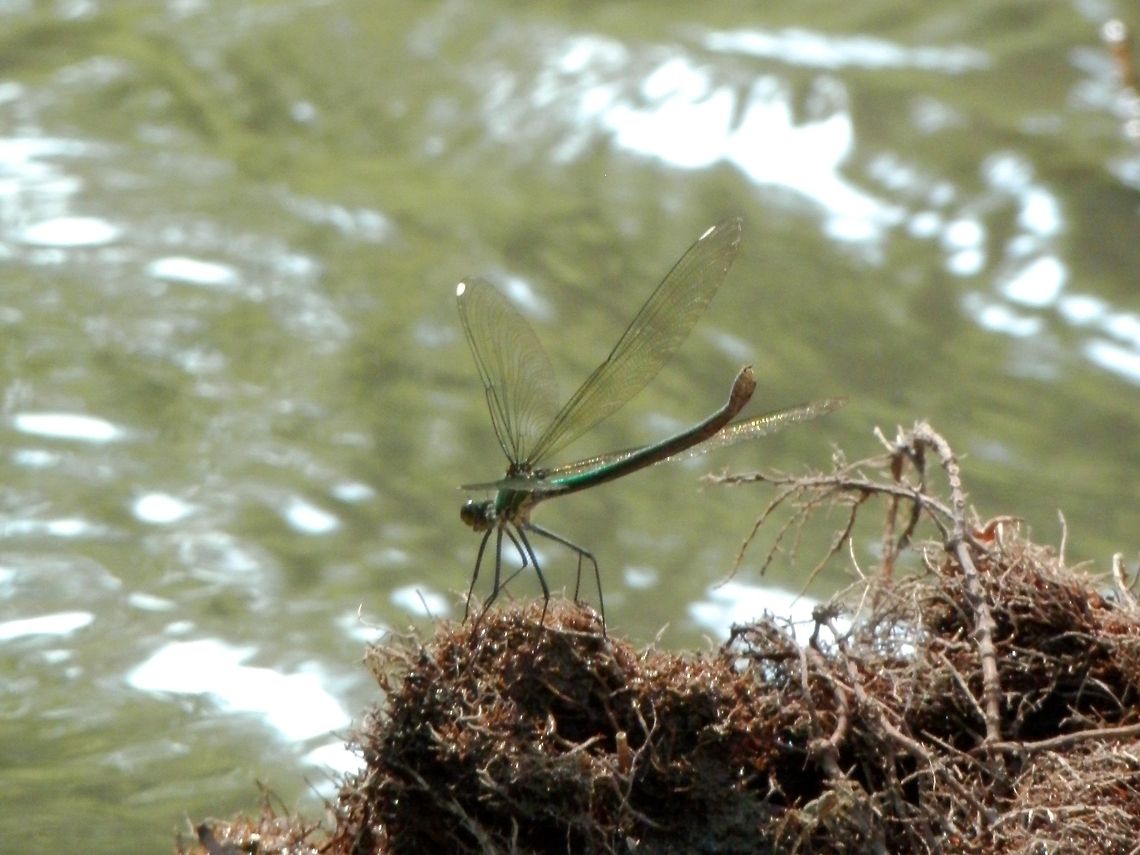 Banded Demoiselle female There were a few females flapping their wings by the river, but no male in sight. I guess it is a Beautiful Demoiselle (Calopteryx virgo), although it could be C. splendens as well. I uploaded a few photos with the wings in a different position to show how the colours change, but the white spots are aways clearly visible. Banded Demoiselle,Bulgaria,Calopteryx splendens,Geotagged