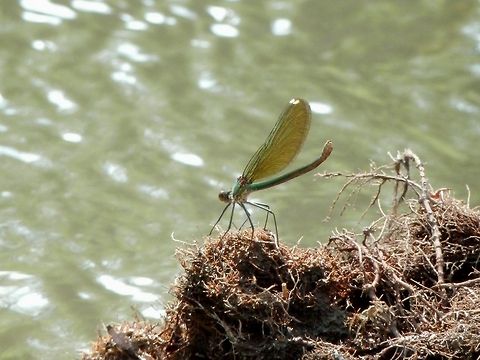 Banded Demoiselle female  Banded Demoiselle,Bulgaria,Calopteryx splendens,Geotagged