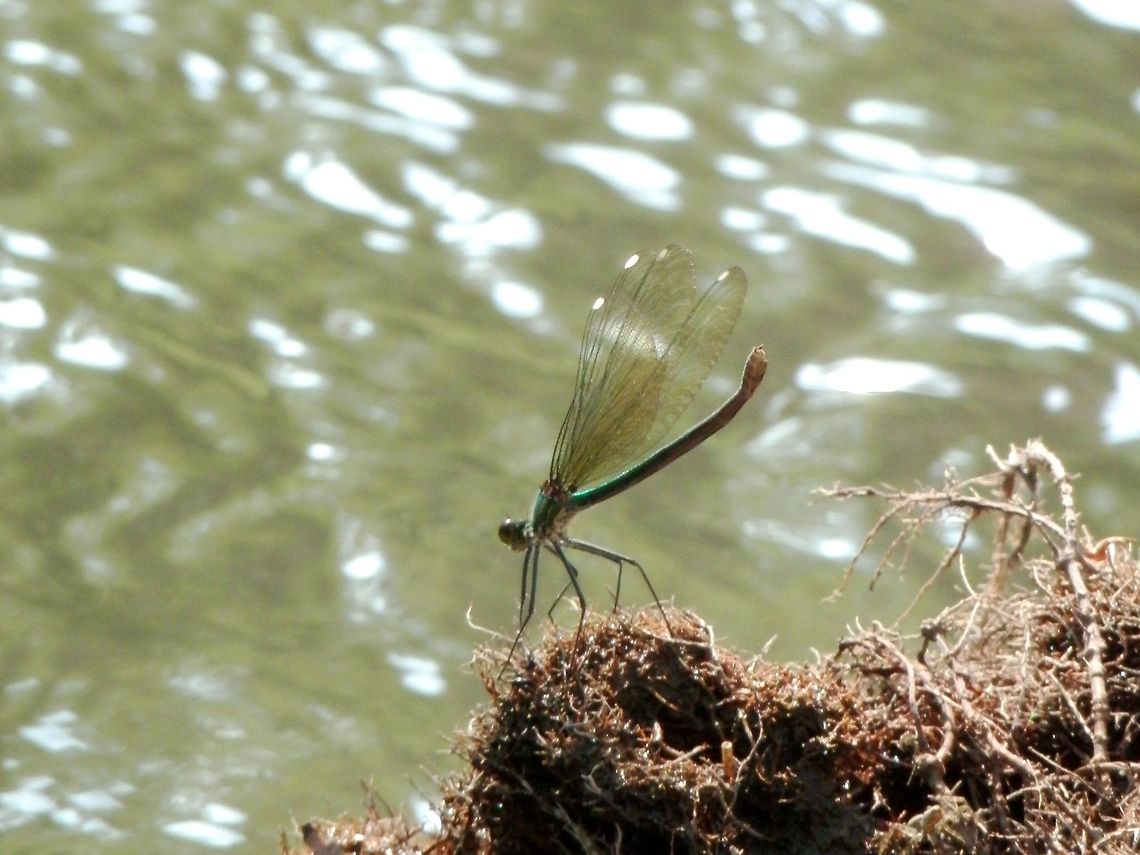 Banded Demoiselle female  Banded Demoiselle,Bulgaria,Calopteryx splendens,Geotagged