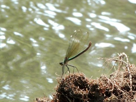 Banded Demoiselle female  Banded Demoiselle,Bulgaria,Calopteryx splendens,Geotagged
