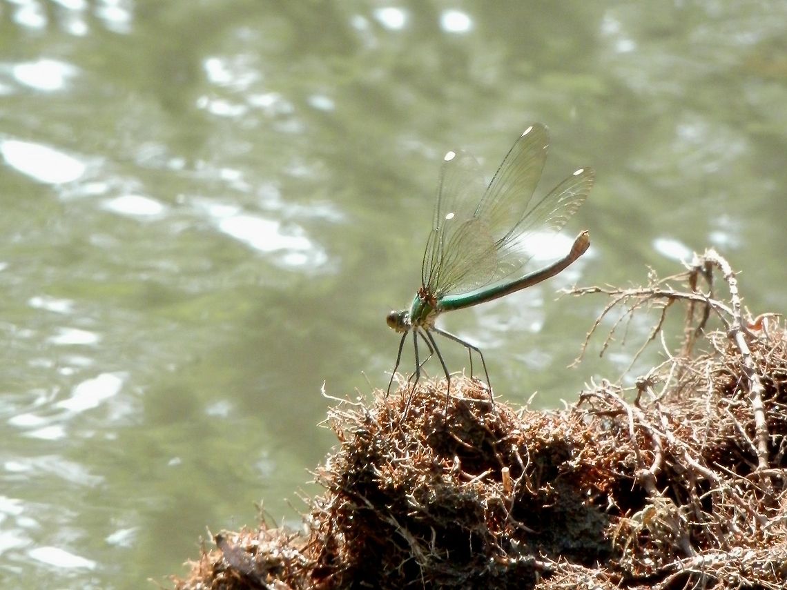 Banded Demoiselle female  Banded Demoiselle,Bulgaria,Calopteryx splendens,Geotagged