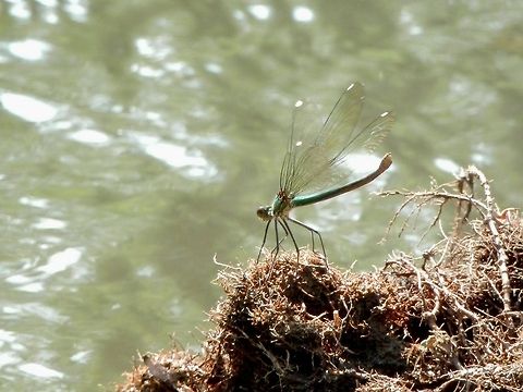 Banded Demoiselle female  Banded Demoiselle,Bulgaria,Calopteryx splendens,Geotagged