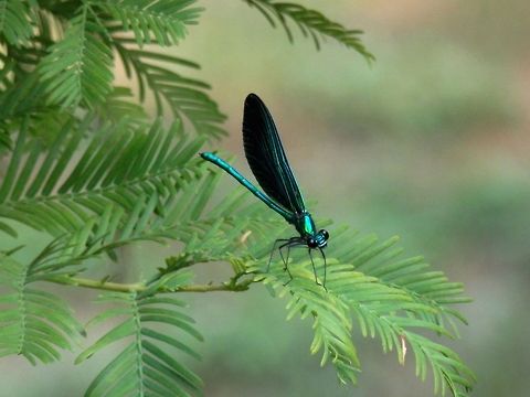 Beautiful Demoiselle male scratching it's head  Beautiful Demoiselle,Bulgaria,Calopteryx virgo,Geotagged