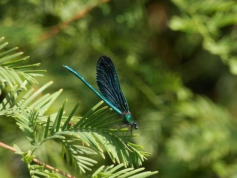 Beautiful Demoiselle male side view  Beautiful Demoiselle,Bulgaria,Calopteryx virgo,Geotagged