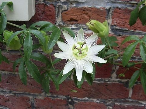 Passionflower Constance Eliott  Belgium,Geotagged,Passiflora caerulea