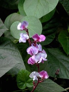 Purple Hyacinth Bean  Bulgaria,Geotagged,Lablab purpureus
