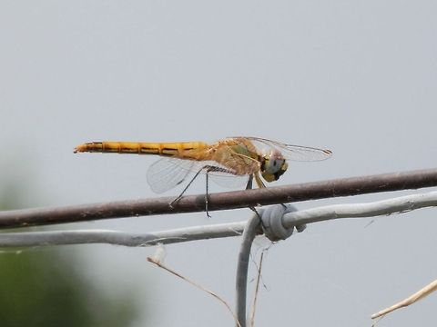 Red-Veined Darter female  Bulgaria,Geotagged,Red-veined darter,Sympetrum fonscolombii