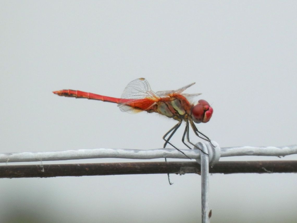 Red-Veined Darter male  Bulgaria,Geotagged,Red-veined darter,Sympetrum fonscolombii