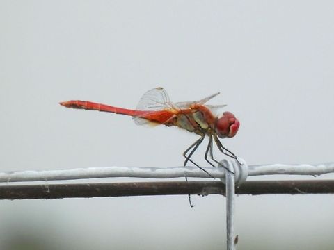 Red-Veined Darter male  Bulgaria,Geotagged,Red-veined darter,Sympetrum fonscolombii