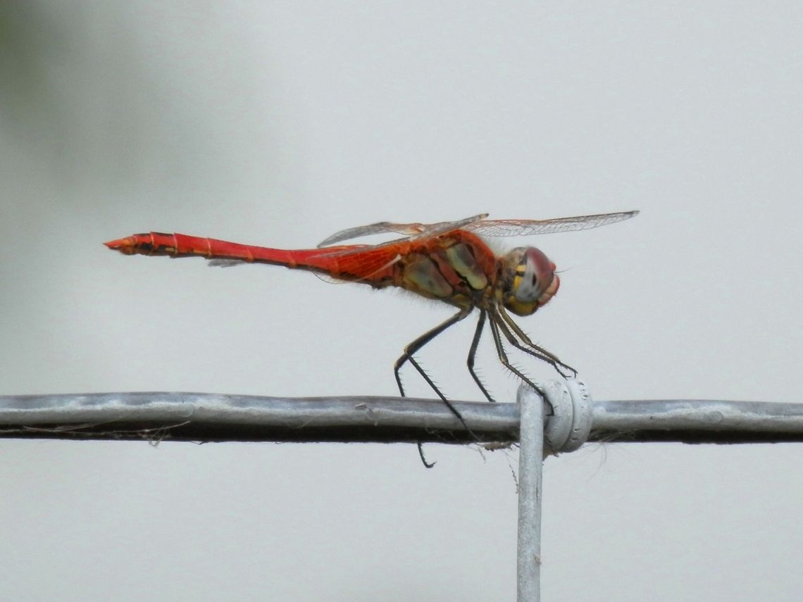 Red-Veined Darter male  Bulgaria,Geotagged,Red-veined darter,Sympetrum fonscolombii