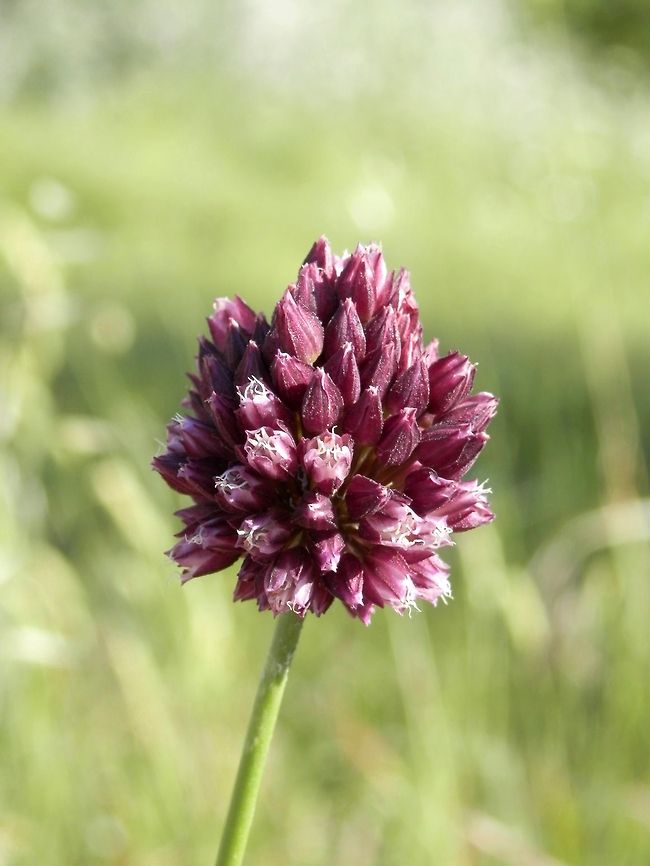 Purple flowered garlic (Allium rotundum)  Allium rotundum,Bulgaria,Geotagged,Purple flowered garlic
