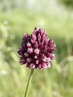 Purple flowered garlic (Allium rotundum)  Allium rotundum,Bulgaria,Geotagged,Purple flowered garlic