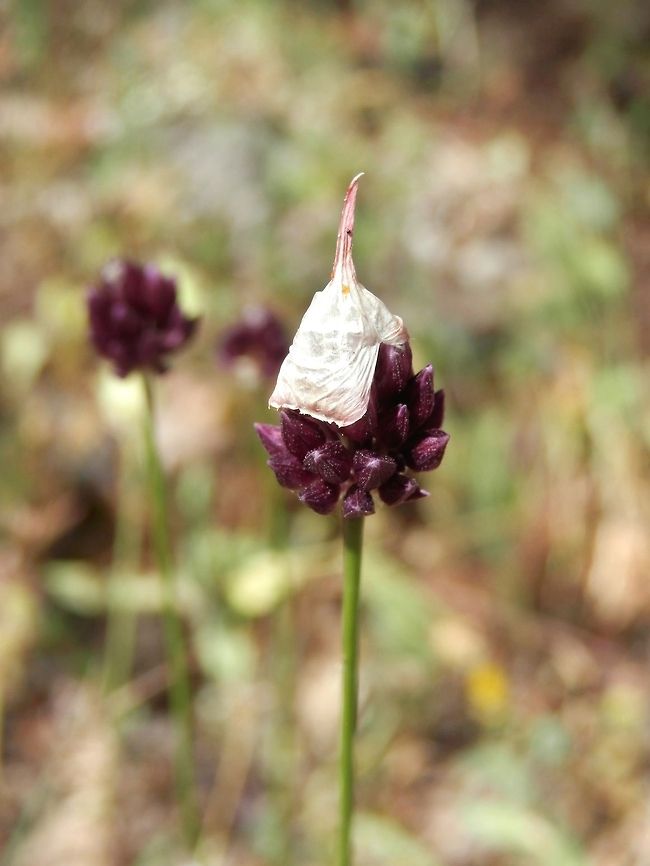 Purple flowered garlic with sleeping cap  Allium rotundum,Bulgaria,Geotagged,Likana Protected Site,Purple flowered garlic