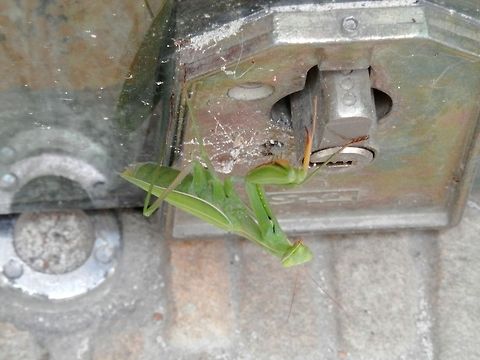 Praying Mantis Security Guard checking if the door is locked. Bulgaria,European Mantis,Geotagged,Mantis religiosa