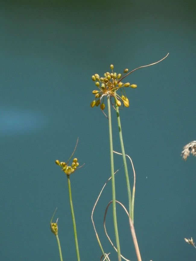 Fragrant Yellow Allium  Allium flavum,Bulgaria,Fragrant Yellow Allium,Geotagged
