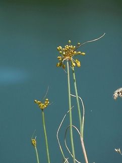 Fragrant Yellow Allium  Allium flavum,Bulgaria,Fragrant Yellow Allium,Geotagged