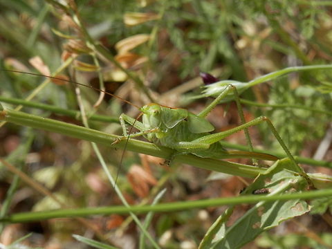 Great Green Bush-Cricket  Bulgaria,Geotagged,Great Green Bush-Cricket,Likana Protected Site,Tettigonia viridissima