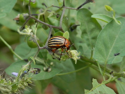 Colorado potato beetle  Bulgaria,Colorado potato beetle,Geotagged,Leptinotarsa decemlineata