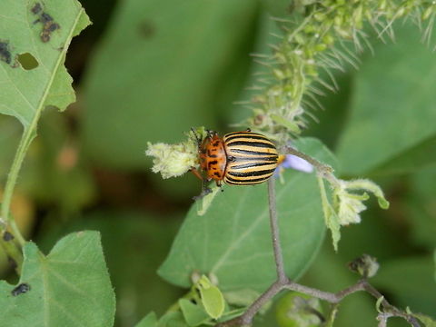 Colorado potato beetle top view  Bulgaria,Colorado potato beetle,Geotagged,Leptinotarsa decemlineata