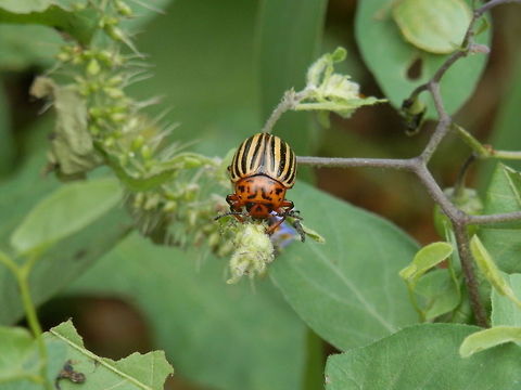 Colorado potato beetle front view  Bulgaria,Colorado potato beetle,Geotagged,Leptinotarsa decemlineata