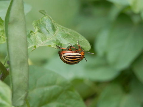 Colorado potato beetle upside down  Bulgaria,Colorado potato beetle,Geotagged,Leptinotarsa decemlineata