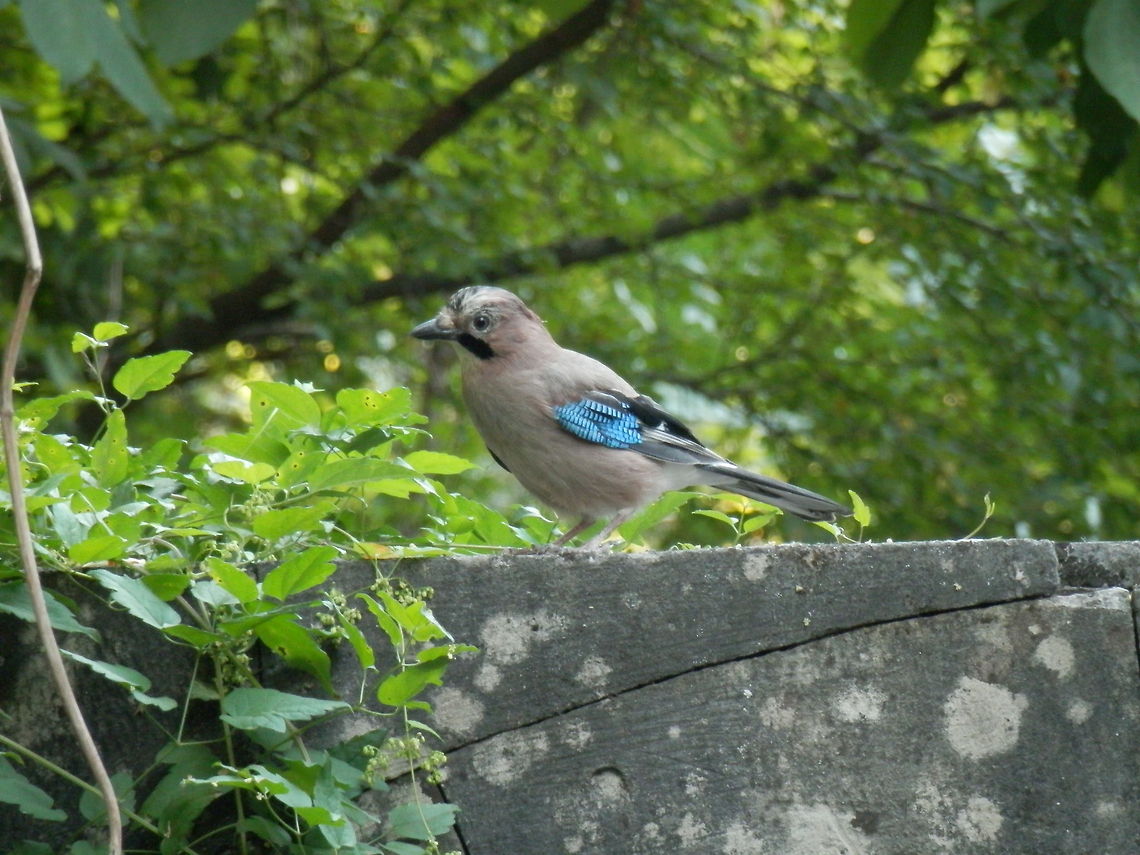 Eurasian Jay  Bulgaria,Eurasian Jay,Garrulus glandarius,Geotagged